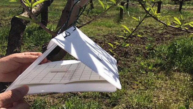 Meyve ağaçlarına sinek tuzağı!