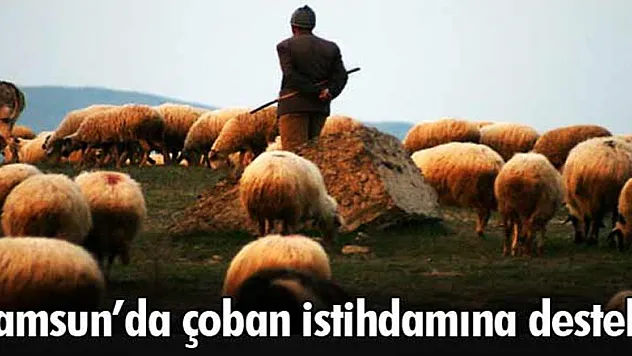 Samsun'da çoban istihdamına destek 