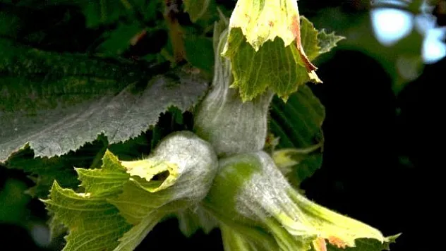 Fındıkta külleme hastalığı meclis gündeminde yer aldı