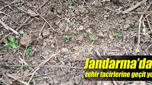 Jandarma'dan zehir tacirlerine geçit yok!