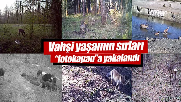 Vahşi yaşamın sırları 'fotokapan'a yakalandı