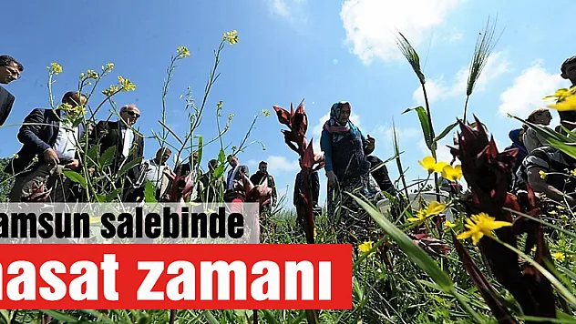 Samsun salebinde hasat zamanı