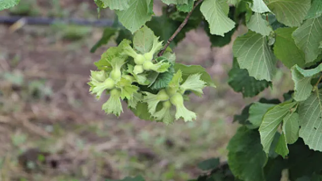 Fındıkta büyük umut