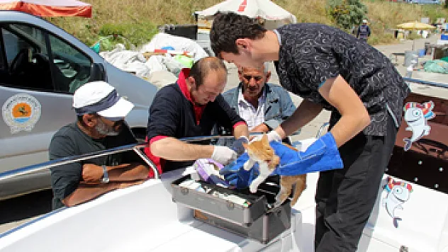 Arabanın çarptığı kediye balıkçılar sahip çıktı