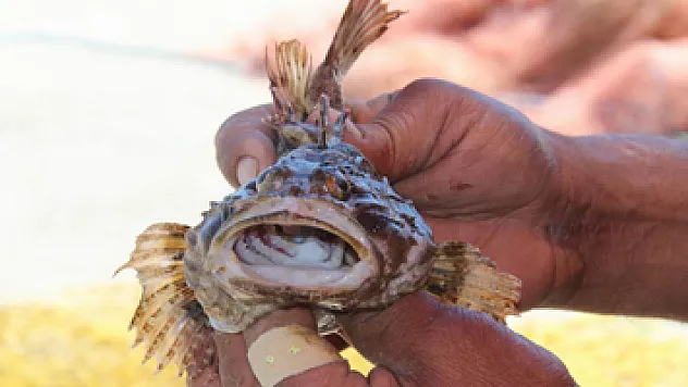 Dışı zehirli, tadı lezzetli balık