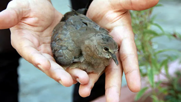 Yaralı güvercine esnaf şefkati