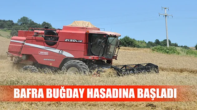 Bafra Ovası'nda buğday hasadı başladı