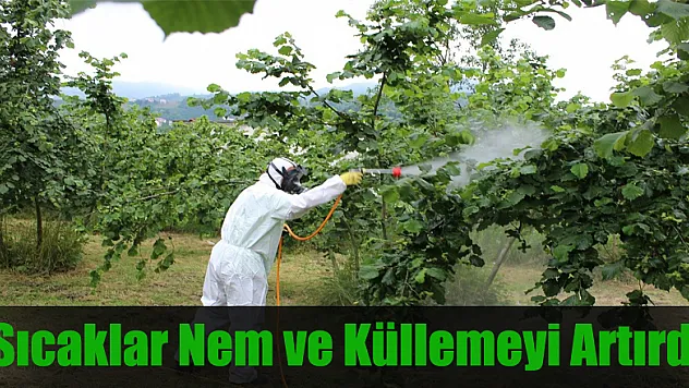 Sıcaklar ve nem, fındıkta küllemeyi arttırdı