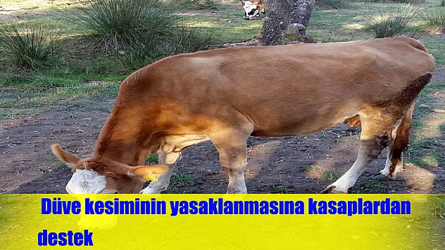 Düve kesiminin yasaklanmasına kasaplardan destek