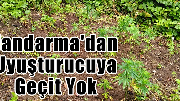 JANDARMA'DAN UYUŞTURUCUYA GEÇİT YOK