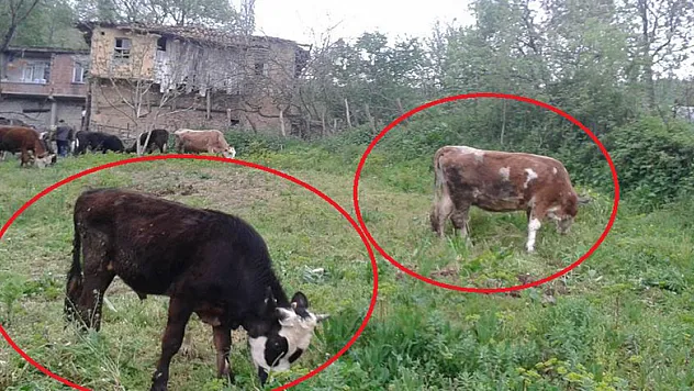 Samsun'da 3 büyükbaş hayvan çalındı