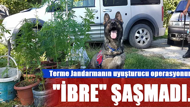 Terme Jandarmanın uyuşturucu operasyonunda  'İBRE' ŞAŞMADI...
