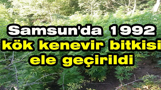 Samsun'da 1992 kök kenevir bitkisi ele geçirildi