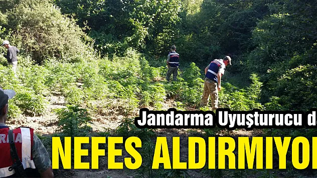 Jandarma Uyuşturucu da nefes aldırmıyor
