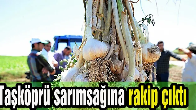 Taşköprü sarımsağına rakip çıktı