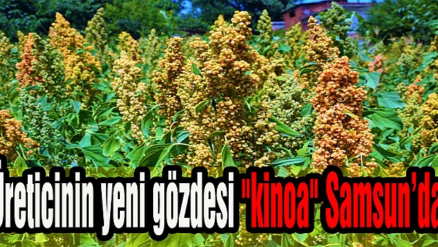 Üreticinin yeni gözdesi 'kinoa' Samsun'da
