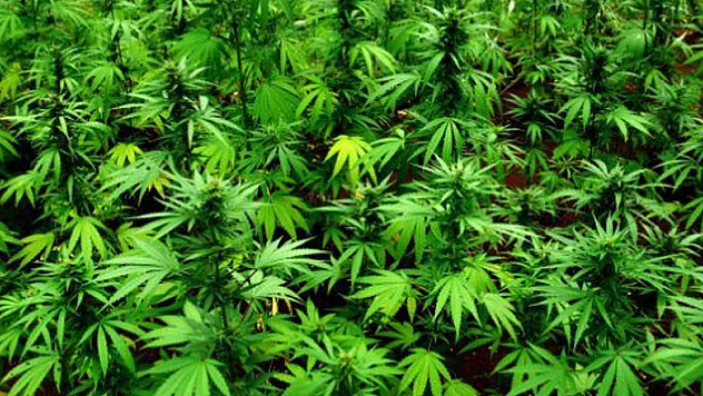 Samsun'da 1074 kök kenevir bitkisi ele geçirildi