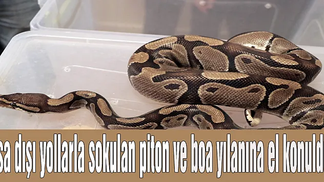 Yasa dışı yollarla sokulan piton ve boa yılanına el konuldu