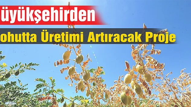 Büyükşehirden Nohutta Üretimi Artıracak Proje