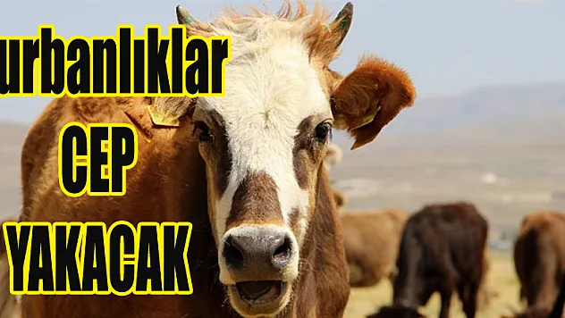 Kurbanlıklar cep yakacak