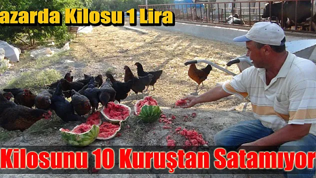 Satamadığı karpuzu inek ve tavuklara yediriyor