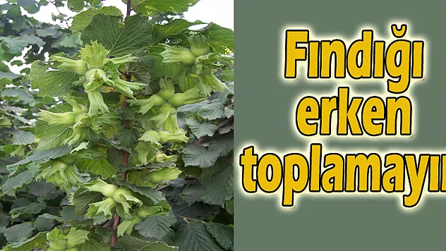 Fındığı erken toplamayın