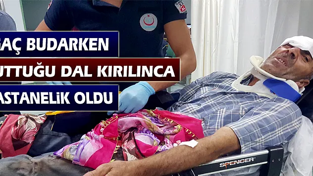 Ağaç budarken tuttuğu dal kırılınca düşen şahıs hastanelik oldu