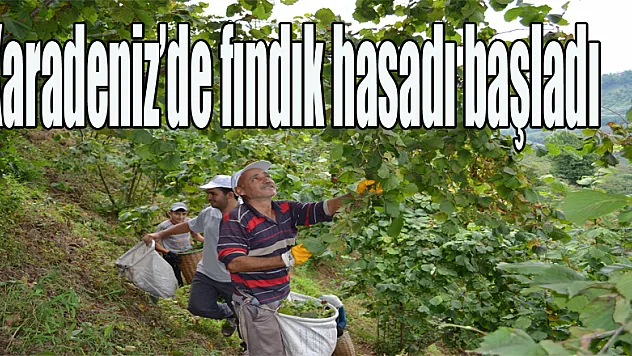 Karadeniz'de fındık hasadı başladı