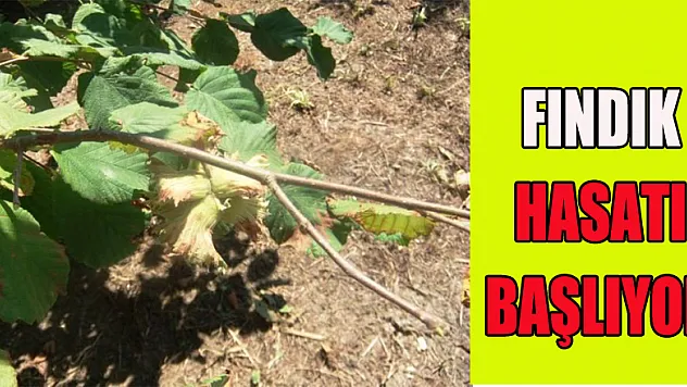 Fındık Hasadı Başlıyor