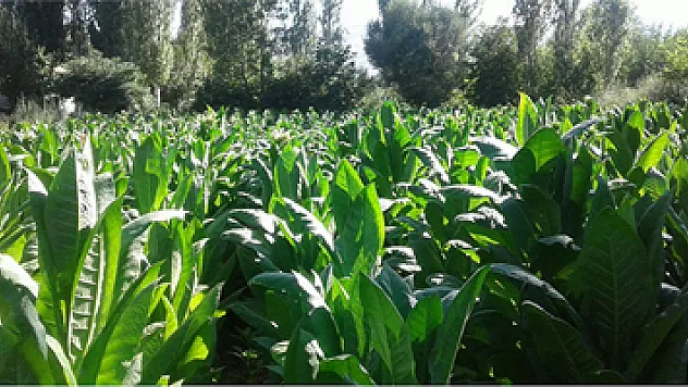Tütün kırma başladı, hastaneler boşaldı