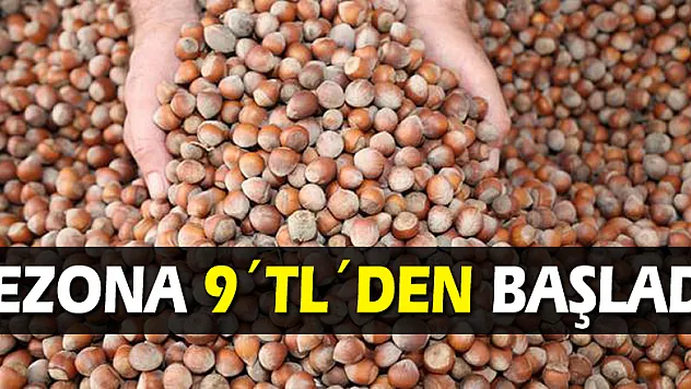 FINDIK, SEZONA 9´TL´DEN BAŞLADI