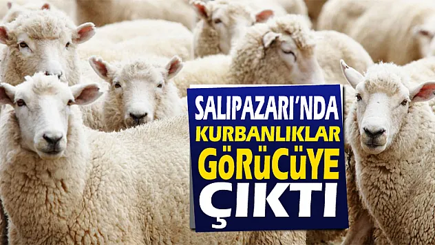 Salıpazarı'nda Kurbanlıklar Görücüye Çıktı