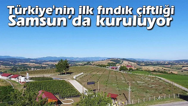 Türkiye'nin ilk fındık çiftliği Samsun'da kuruluyor