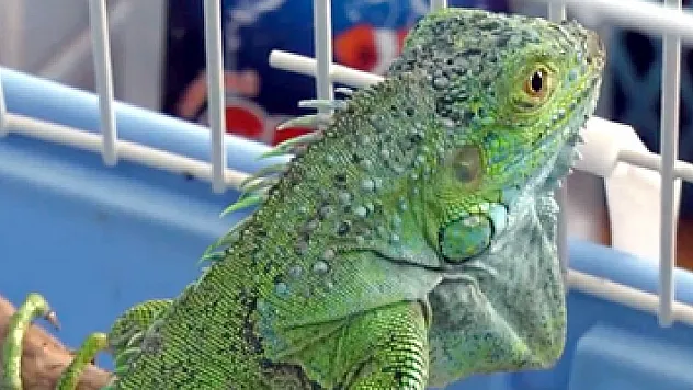 İnşaatta bulunan iguana koruma altına alındı