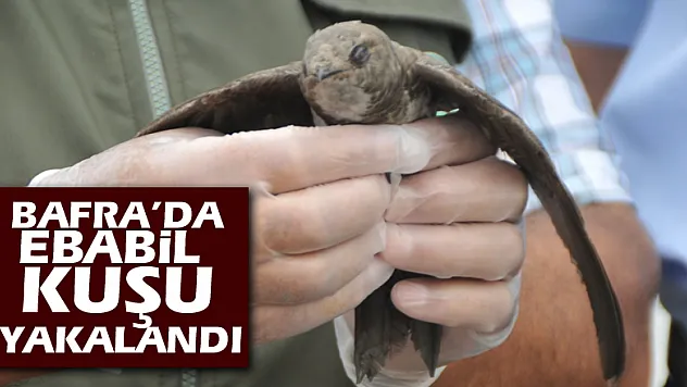 Bafra'da ebabil kuşu yakalandı