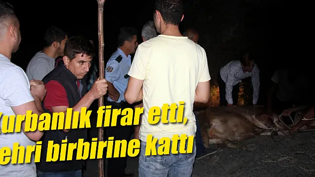 Firari kurbanlığı yakalamak için 6 saat ter döktüler