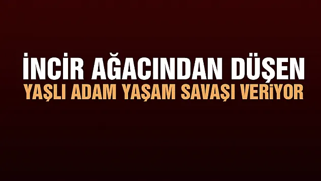 İncir ağacından düşen yaşlı adam yaşam savaşı veriyor