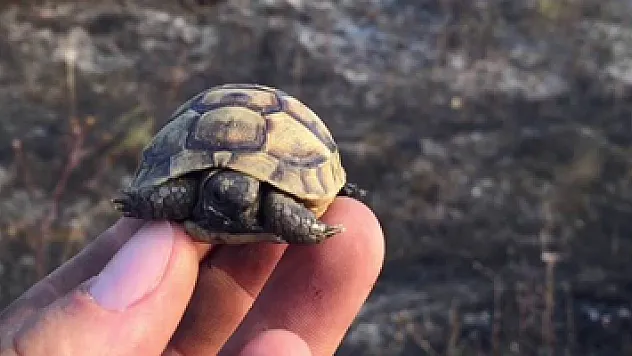 Yavru kaplumbağayı yanmaktan son anda kurtardılar