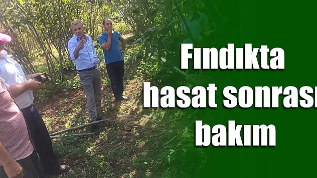 Fındıkta hasat sonrası bakım