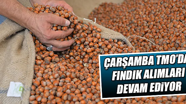  TMO Samsun'da fındık alımlarına devam ediyor