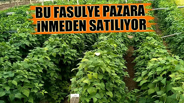 Bu fasulye pazara inmeden satılıyor
