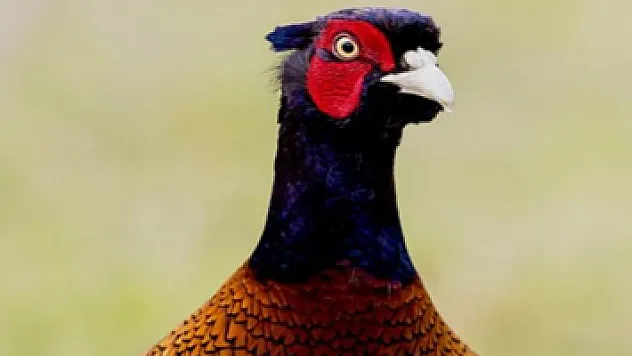 154 hayvan türü tespit edildi