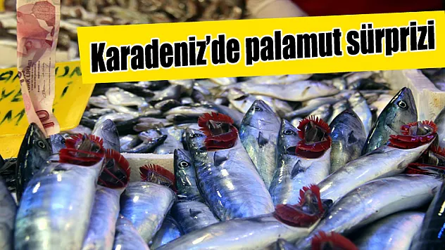 Karadeniz'de palamut sürprizi
