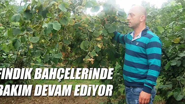 Fındık bahçelerinde bakım devam ediyor