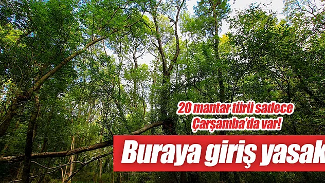 Bu mantarlar sadece Çarşamba'da