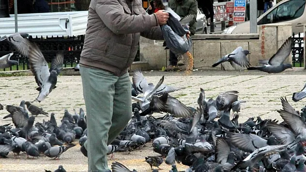 Sokak güvercinlerini her gün besliyor