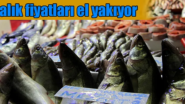 Balık fiyatları el yakıyor