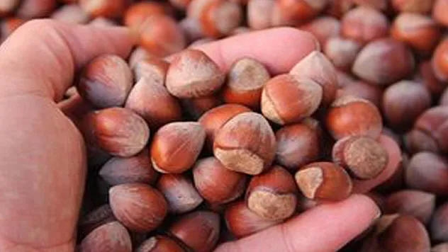 Fındıkta kalite sorunu için uyarı...