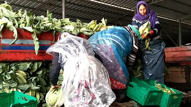 Kışlık sebze üreticileri pazar sorunu yaşıyor 