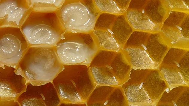 Bu sütün damlası 7 lira, kilosu 7 bin lira